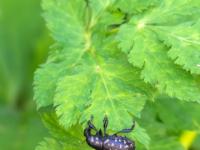 Deutscher Trägrüssler